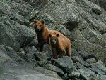 Brown bears
