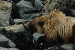 Brown bear eating mussels