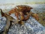 Crab