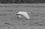 Swan
