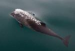 Harbor porpoise