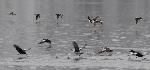 Birds flying over water