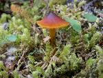 Mushroom