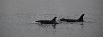 Killer Whales