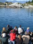 Sea Lions hauled out on rocks