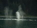 The Breath of a Whale