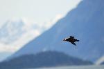 Tufted Puffin