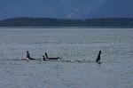 A Pod of Orca
