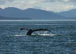 Whale flukes