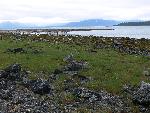 Shoreline view near the campground