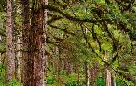 Trees cloak Bartlett Cove in green