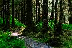 Bartlett Cove forest