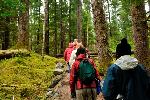 Exploring the Forest Loop Trail