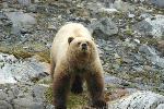 Brown Bear in Glacier Bay
