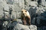 Coastal Brown Bear