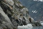 Brown Bear and ice