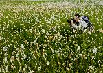 Alaska Cottongrass