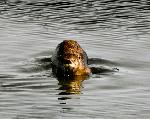 River Otter