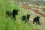 Black Bears in Bartlett Cove