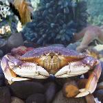Crab