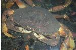 Dungeness Crab