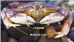 Crab with appendages marked
