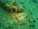Tanner Crab