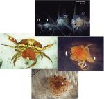 Crab development stages