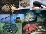 predators of crabs