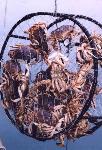 Crabs caught in a crab pot