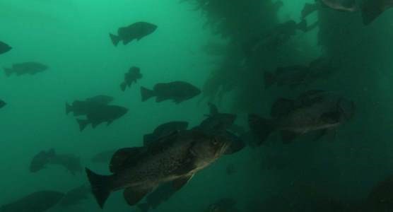 fish in kelp forest