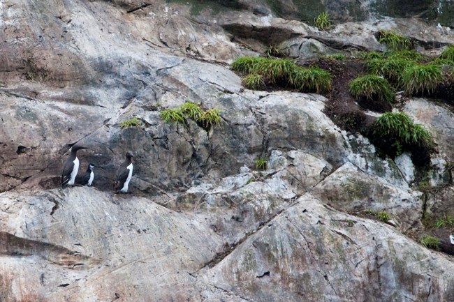 a common murre chick on a cliff