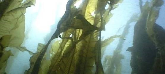 kelp forest picture