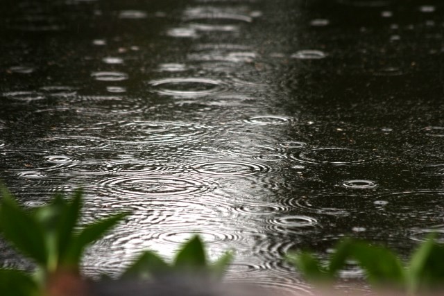rain drops create ripples on a pond
