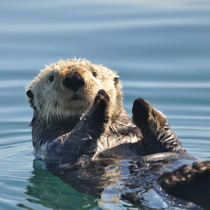 sea otter floating on back