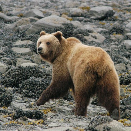 brown bear walks the rocky beach