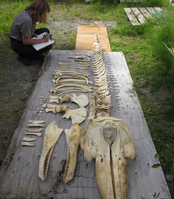Park staff member looks over an array of killer whale bones, conducting an inventory.