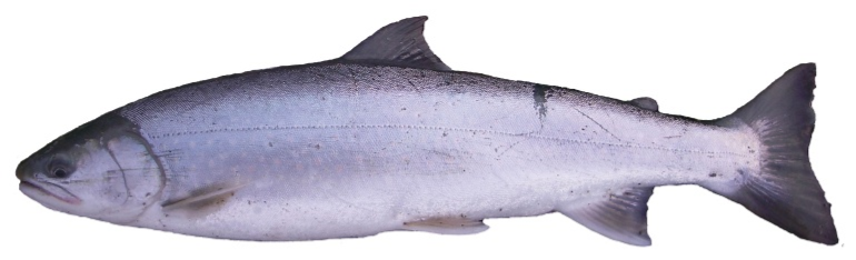 an image of a dolly varden char fish on a white background