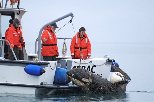 NPS staff inspect a deceased juvenile killer whale being towed by a vessel.