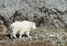 mountain goats were an early arrival to Glacier Bay's recently deglaciated landscape