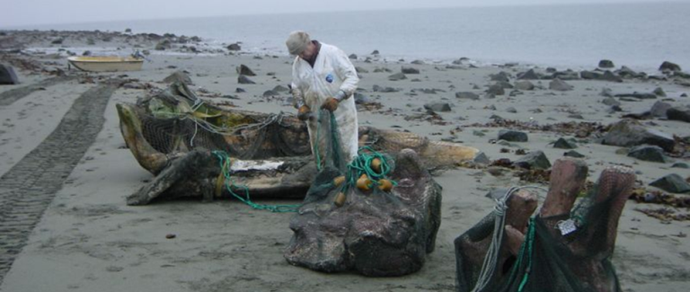 Volunteer helps retrieve bones from Gustavus Beach.