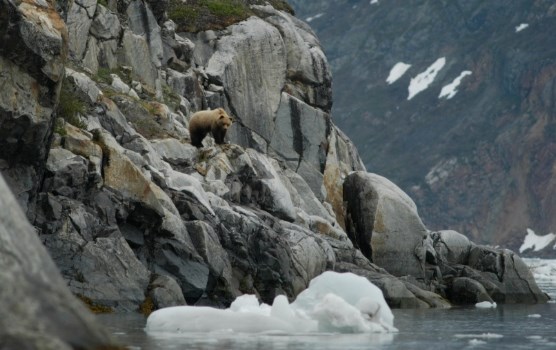 Brown bear in Johns Hopkins Inlet stands on rocky cliff looking down at floating ice
