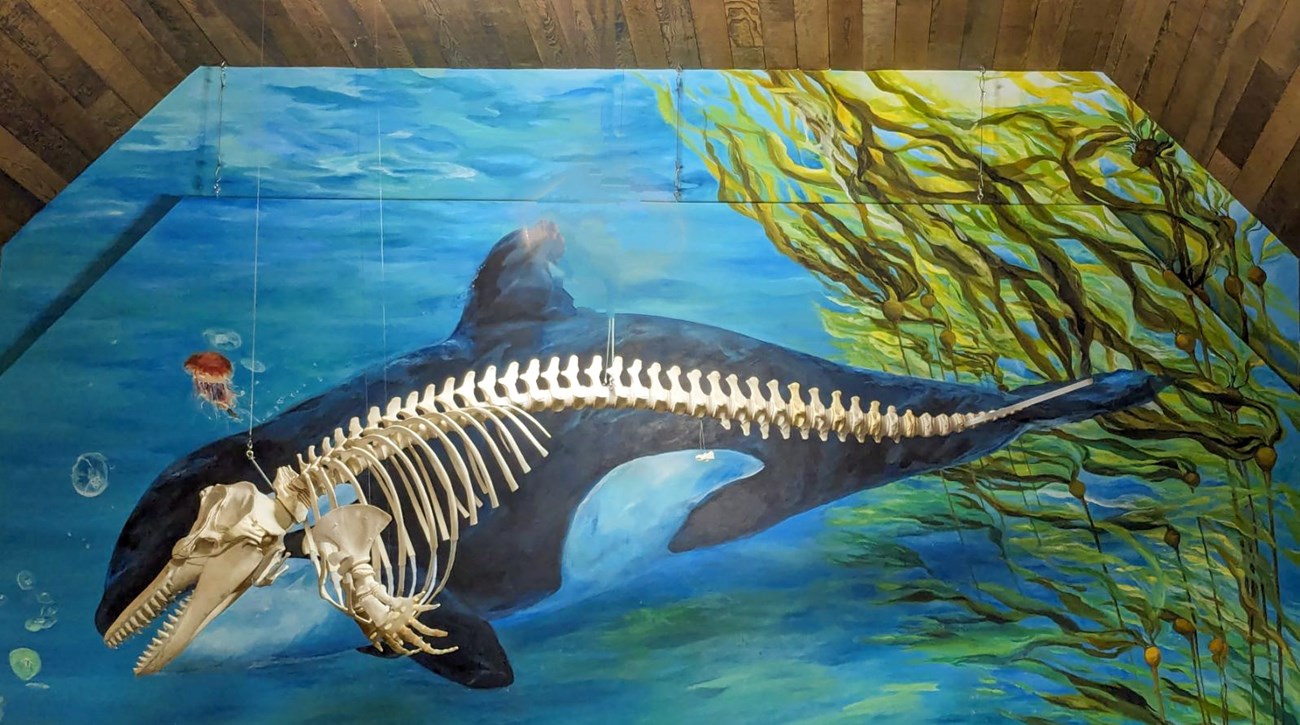 A killer whale skeleton lines up with a mural on a wall behind it.