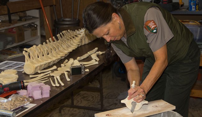 Park ranger in NPS uniform files the inner hole in a vertebrae to help the mounting pole fit better.
