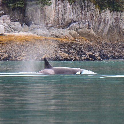 A killer whale surfaces to breath, revealing its white eye patch and dorsal fin.