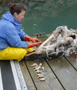 A scientist removes teeth from a decomposing killer whale skull.