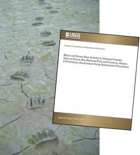 Bear prints in mud with graphic showing USGS report