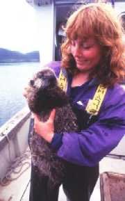 Researcher holding anaesthetized sea otter