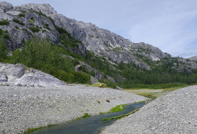 The stream near the southern end of Gloomy Knob is an important feeding area for Glacier Bay brown bears.