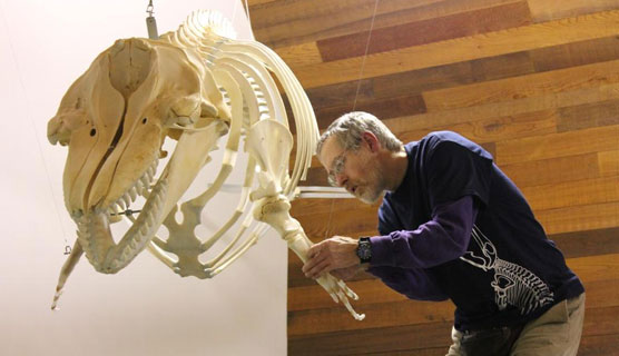 Lee Post making final adjustments to the orca skeleton.